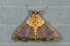 Agrotera basinotata