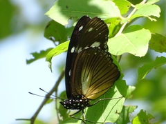 Hypolimnas anthedon anthedon