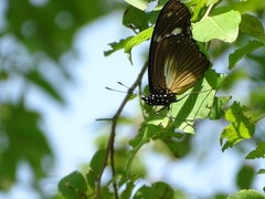 Hypolimnas anthedon anthedon