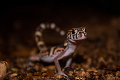 Coleonyx