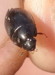Hydrobius