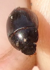 Hydrobius