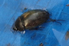 Hydrobius