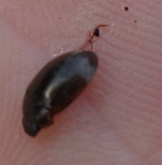 Hydrobius