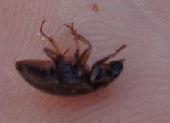 Hydrobius