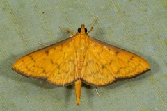 Endocrossis caldusalis