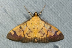 Syllepte fabiusalis