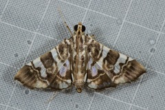 Chabula acamasalis