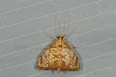 Neoanalthes pseudocontortalis