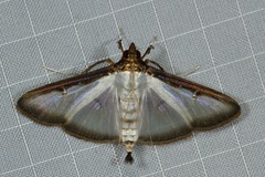 Cydalima pfeifferae