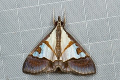 Dausara amethysta