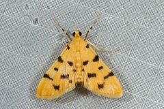 Xanthomelaena