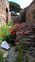 Papaver rhoeas
