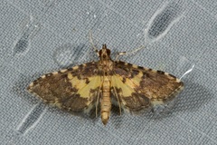 Lamprosema