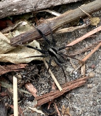 Schizocosa