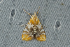 Macaretaera hesperis