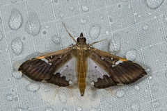 Maruca vitrata
