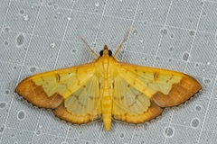 Meroctena staintonii