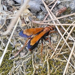 Hemipepsis mauritanica