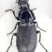 Rain-Beetle - Photo (c) Chris Moody, some rights reserved (CC BY-NC-ND)