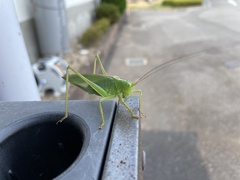 Tettigonia orientalis