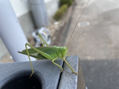 Tettigonia orientalis
