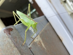 Tettigonia orientalis