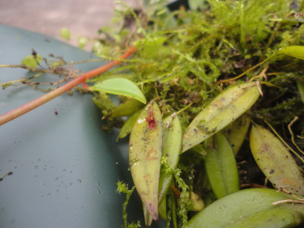 Acianthera angustifolia
