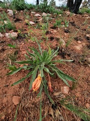 Oenothera howardii