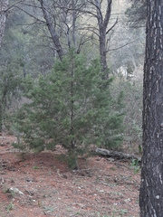 Juniperus turbinata