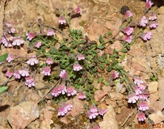 Chaenorhinum origanifolium crassifolium