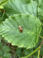 Elasmostethus interstinctus