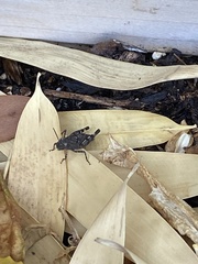 Trimerotropis fontana