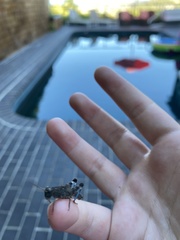 Trimerotropis fontana