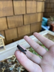 Trimerotropis fontana