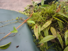 Acianthera angustifolia