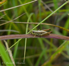 Pseudochorthippus parallelus