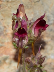 Linaria aeruginea