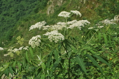 Sambucus adnata