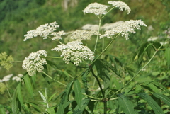 Sambucus adnata