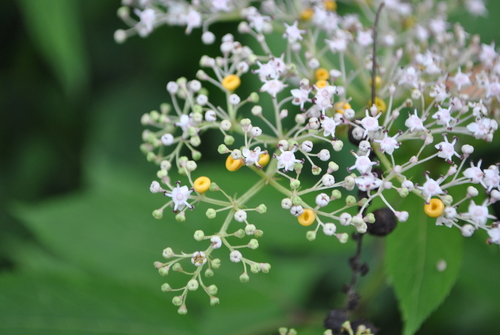 Sambucus chinensis iNat (1)