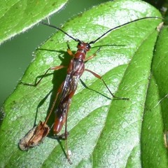 Necydalis laevicollis