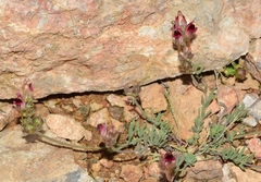 Linaria aeruginea