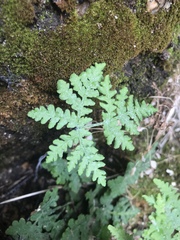 Pentagramma rebmanii