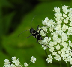 Chlorophorus figuratus