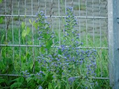 Echium vulgare