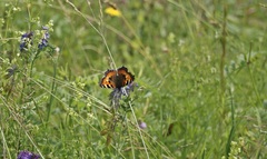 Aglais urticae
