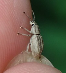 Aphrastus taeniatus