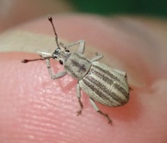 Aphrastus taeniatus