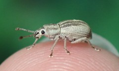 Aphrastus taeniatus